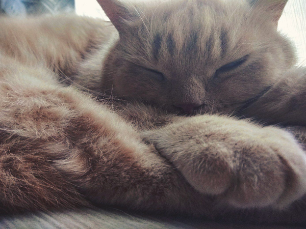 A cat