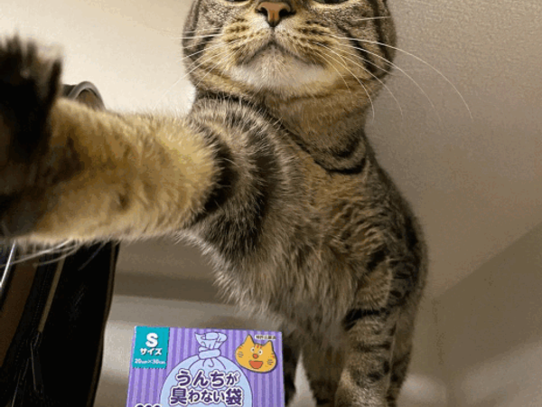 A cat
