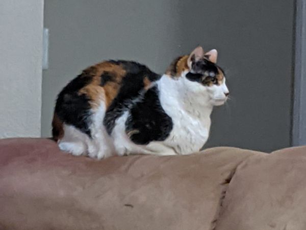 A cat