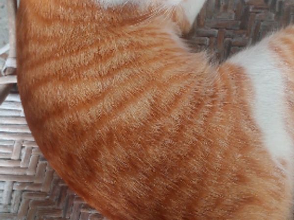 A cat