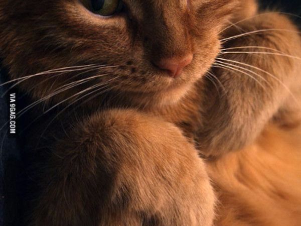 A cat