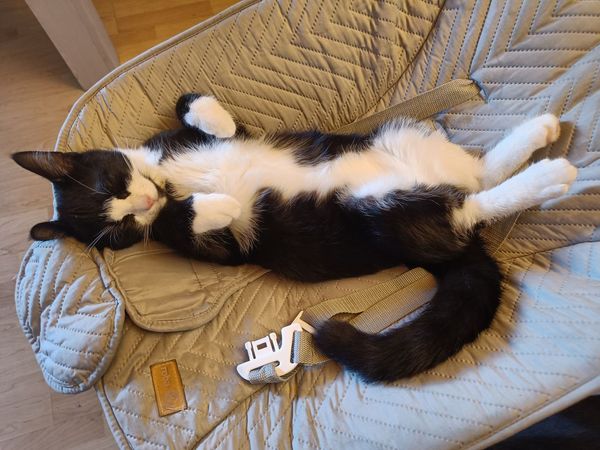 A cat